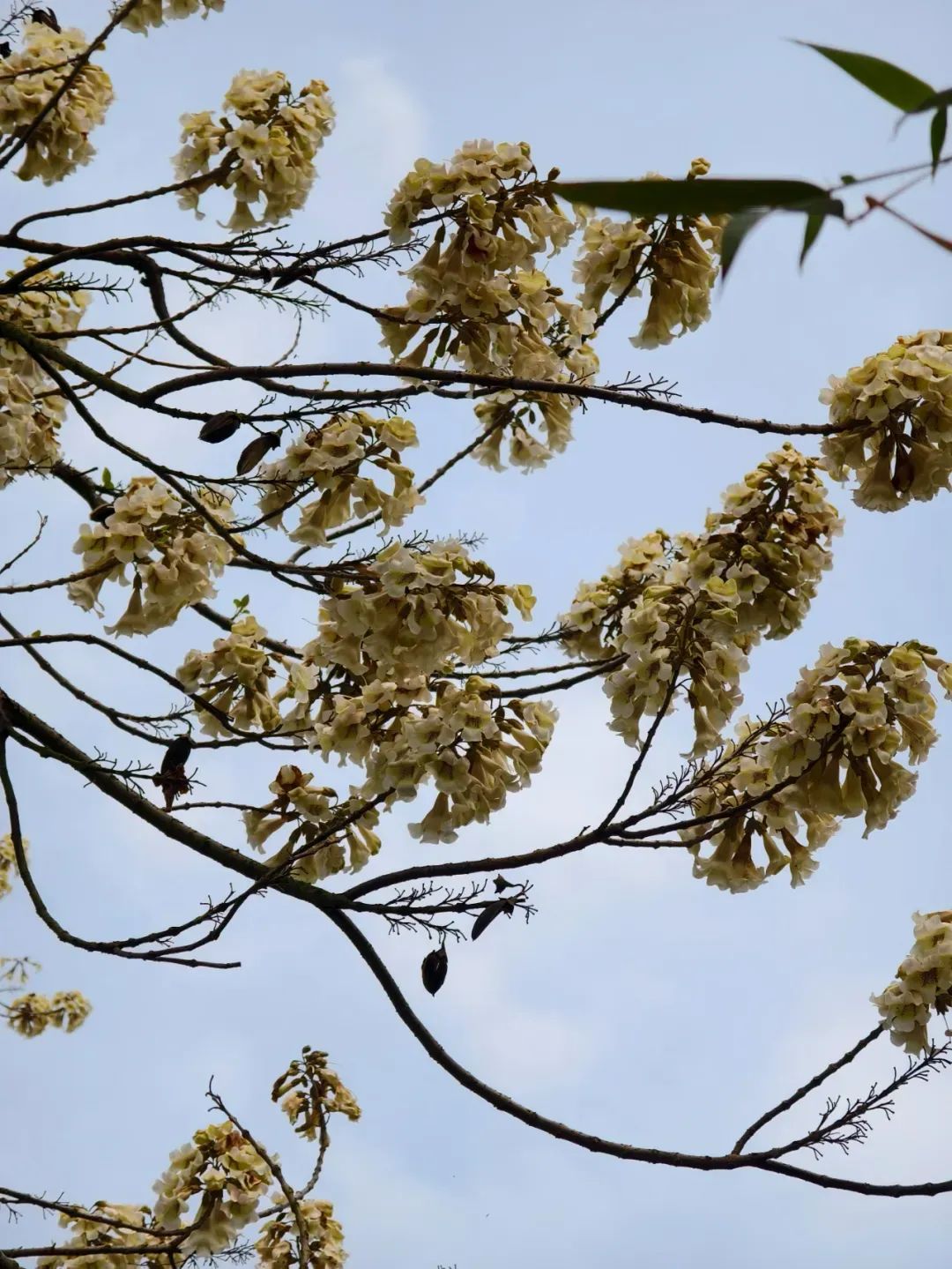 小姜最喜欢的花树 | 图源受访者这两年,来找我免费洗纹身的未成年人