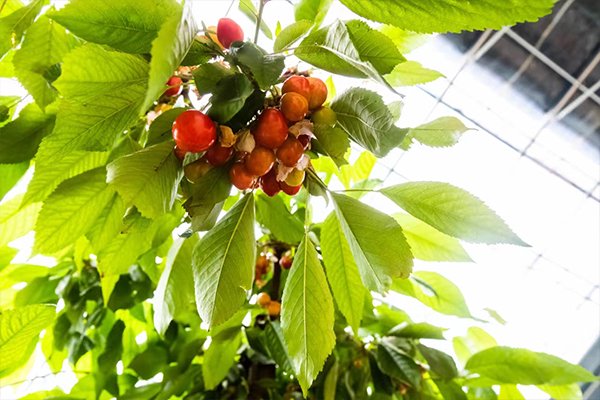 襄垣县虒亭镇特色产业"多点开花"带民富