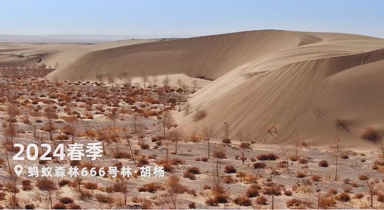 　　图：位于甘肃金塔的蚂蚁森林666号胡杨林，旁边是巴丹吉林沙漠，摄于2024年3月