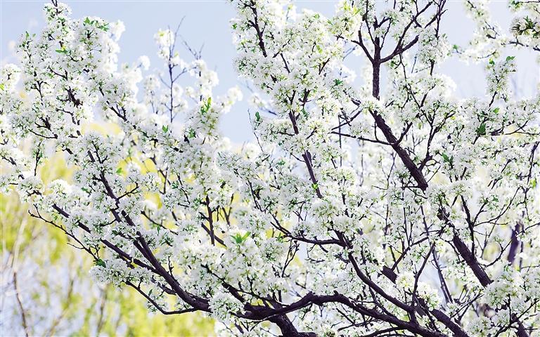 图为大厂春日花开美景. 本报记者 王娜 本报通讯员 黄雪 摄