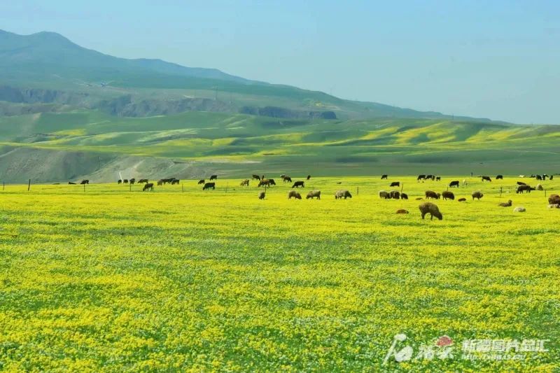 4月21日，伊犁哈萨克自治州巩留县恰西草原风景如画。胡旗林摄