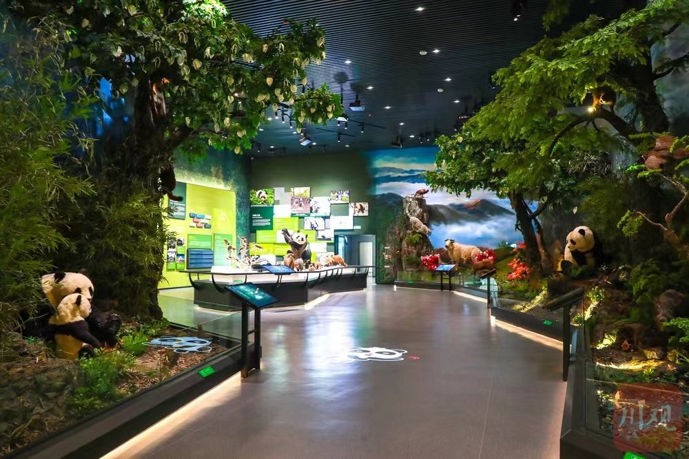 大熊猫国际文化交流中心的内部有不少动物标本和模型 黄刚 摄外国青年