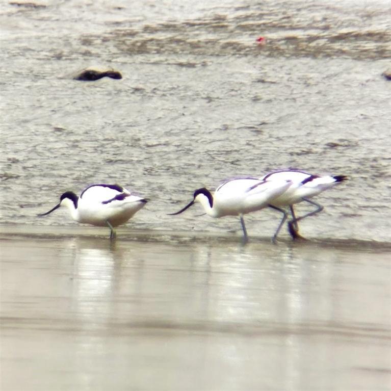 "黑白精灵"反嘴鹬首次亮相连城自然保护区