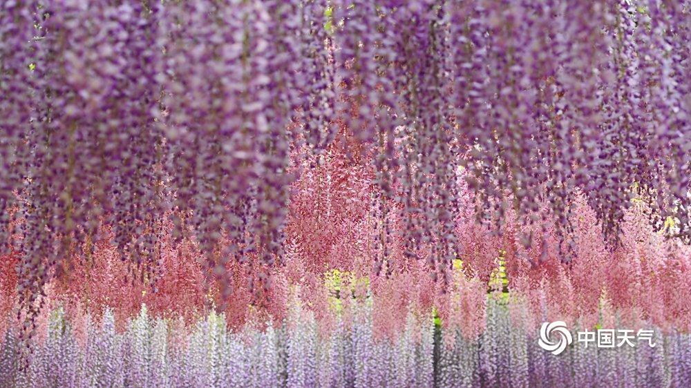 满屏粉紫色 这就是课本里的紫藤萝瀑布吧|玉渊潭_新浪财经_新浪网