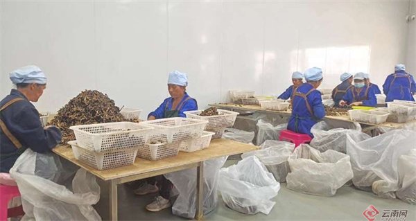 省寻甸回族彝族自治县联合乡聚焦做好"土特产"文章,发展火腿,野生菌