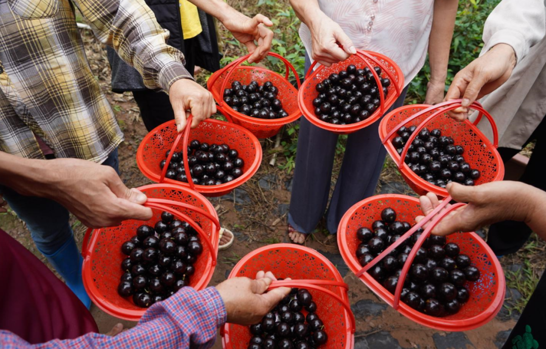 乡村振兴 | 防城区:嘉宝果迎来成熟季 游客"甜蜜"开采