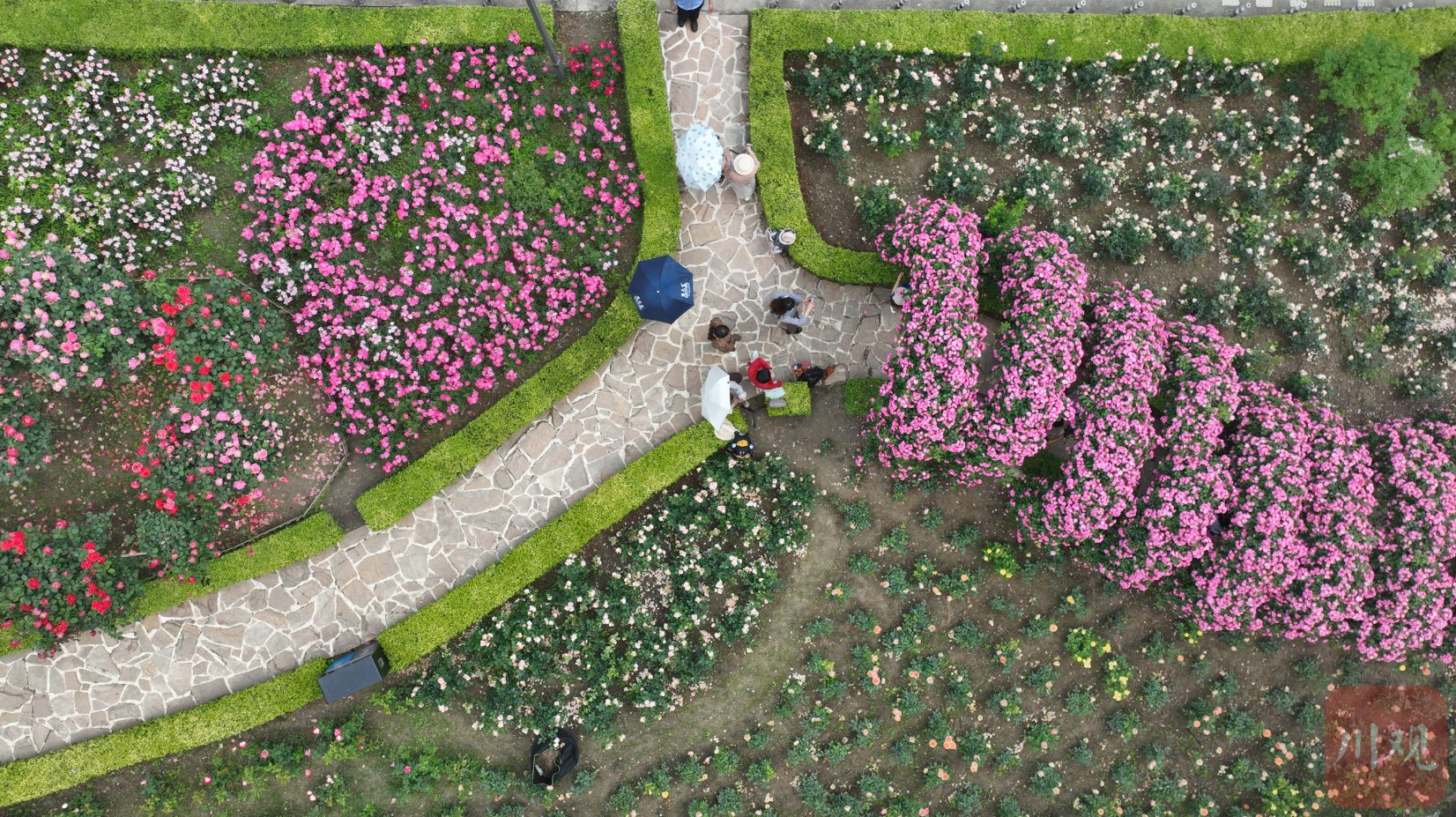 c视频︱成都市植物园百余种月季盛开 二环高架的花花来自这里