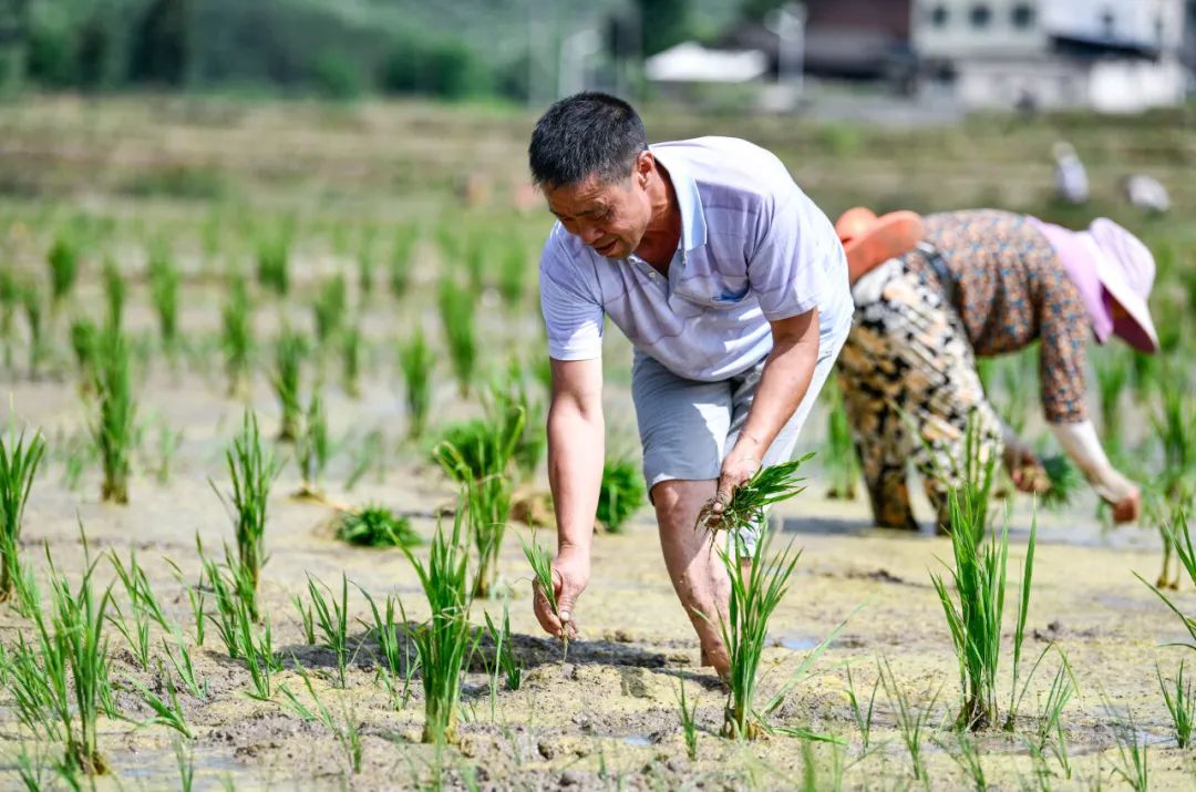 半个世纪前,杂交水稻在我国率先成功研发并大面积推广,就得益于袁隆平