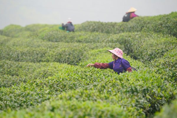 村民在贵州省丹寨县龙泉镇马寨村茶园采摘春茶。资料照片