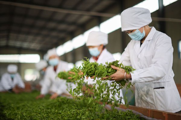 工人在贵州一家茶企的生产车间摊晾茶青。资料照片