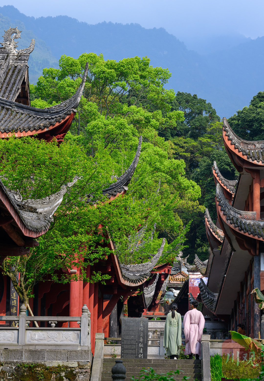 c视觉︱雅安云峰山:竟然藏了中国最美桢楠林