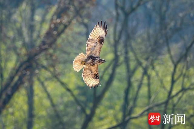 冬日里石臼湖候鸟"鸟浪"频现   摄影师拍下千只反嘴鹬起飞壮观景象