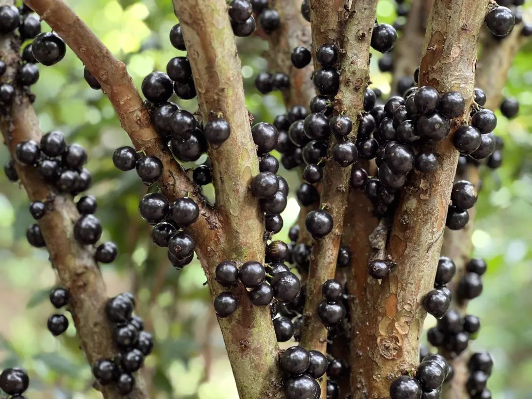 乡村振兴 | 防城区:嘉宝果迎来成熟季 游客"甜蜜"开采_新浪财经_新浪