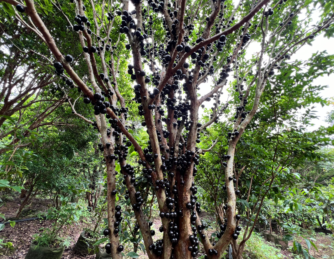 乡村振兴 | 防城区:嘉宝果迎来成熟季 游客"甜蜜"开采
