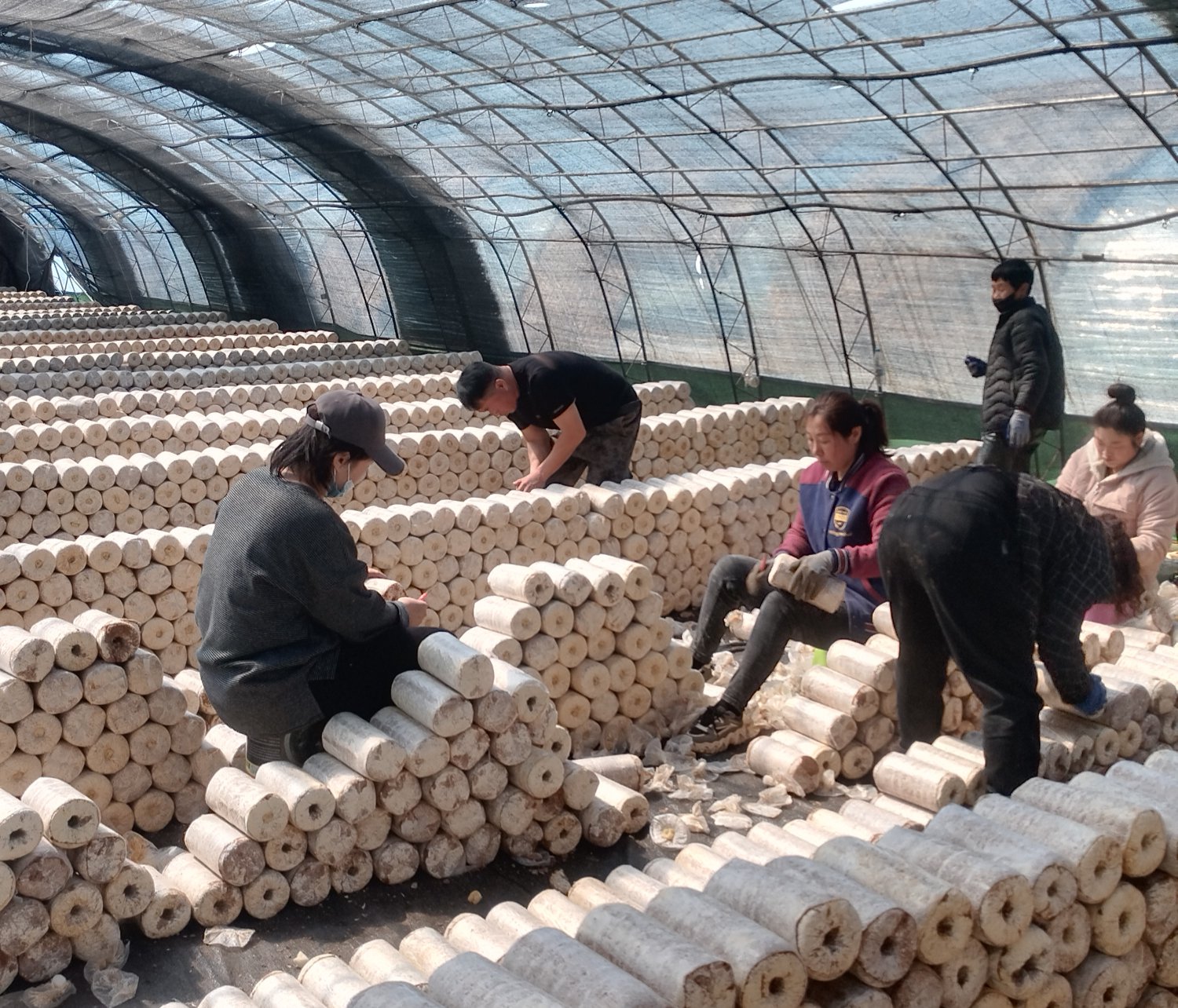 内蒙古扎赉特旗:大棚种植为乡村振兴"赋能提速"