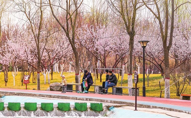 百花公园里桃花正艳，居民在桃花树下休息，享受惬意。陆玉昊 摄