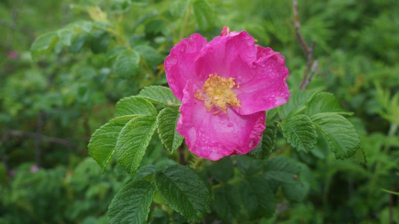 濒危中国野生玫瑰在昌平盛放