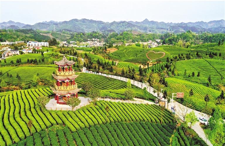凤冈县茶海之心. 罗逸 摄湄潭县万亩茶海.