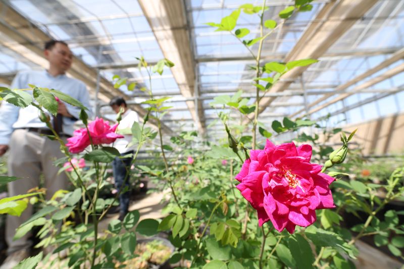 濒危中国野生玫瑰在昌平盛放