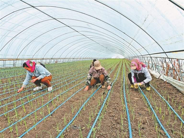 集贤:洋葱"小生意"做成跨国"大买卖"