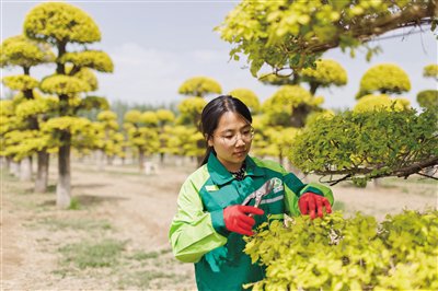 北京种子银行生长季|近6万颗榆树种子汇聚通州 北京