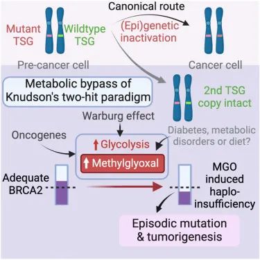 图片来自Cell, 2024, doi:10.1016/j.cell.2024.03.006