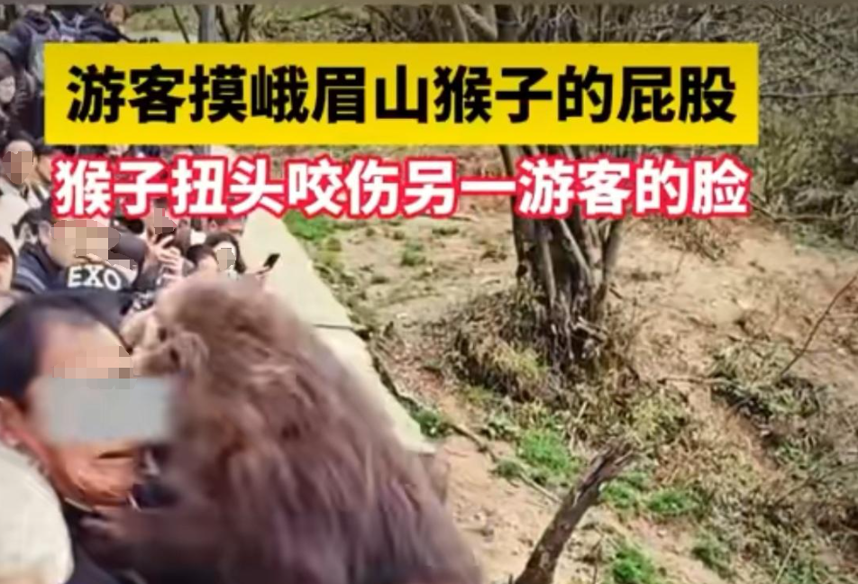 ▲猴子扭头咬其他游客 网传视频截图