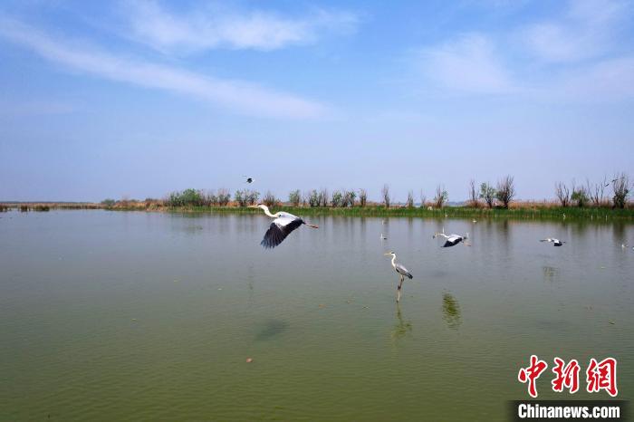 4月21日，衡水湖已成为鸟儿们理想的繁衍生息之地。王铁良 摄