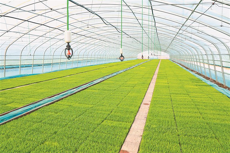 红卫农场有限公司智慧农业先行试验示范区内，水稻秧苗长势良好。 厉远摄