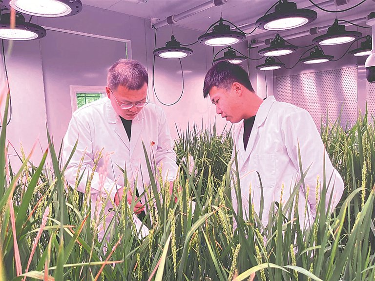在七星分公司农业技术推广中心人工气候室开展稻品栽培技术研究。吴易霞摄