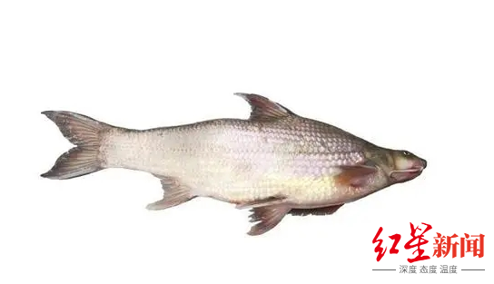 非法捕捞贩卖濒危物种圆口铜鱼!跨省野生鱼黑产链被斩断,20人被抓