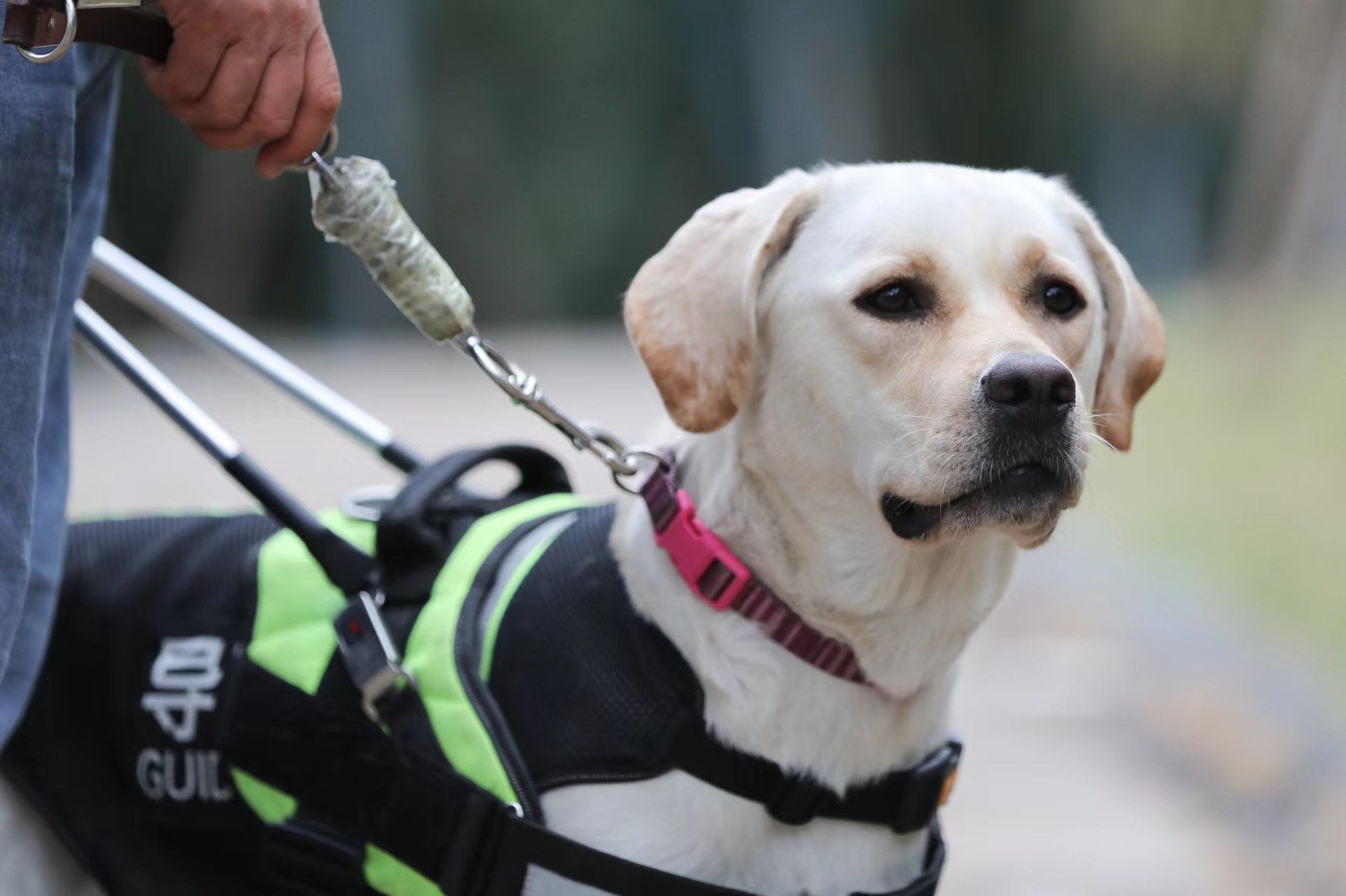 我所有的舍弃 只为更完整的你——一只导盲犬的少年时|导盲犬_新浪财经_新浪网
