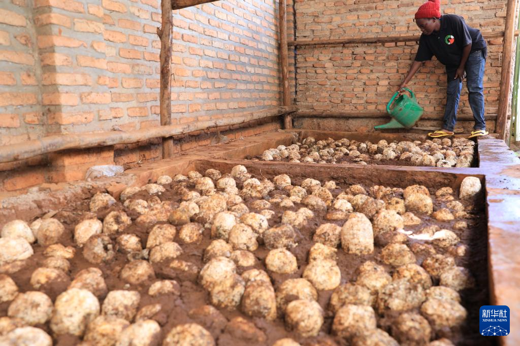 4月5日，在卢旺达首都基加利的卡布耶地区，一名工人在工坊给栽种的菌袋浇水。 新华社记者 董江辉 摄