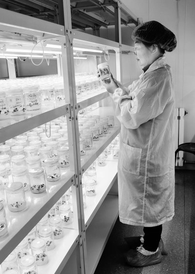     屈艳在实验室里观察种苗的生长情况。受访者供图