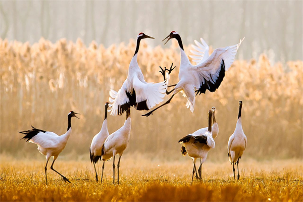 国家级珍禽自然保护区