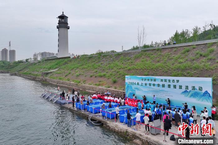 2024年上半年中华鲟增殖放流活动在湖北宜昌举行。周星亮摄