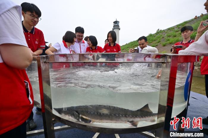 放流中华鲟保护长江水生生物多样性。刘康摄