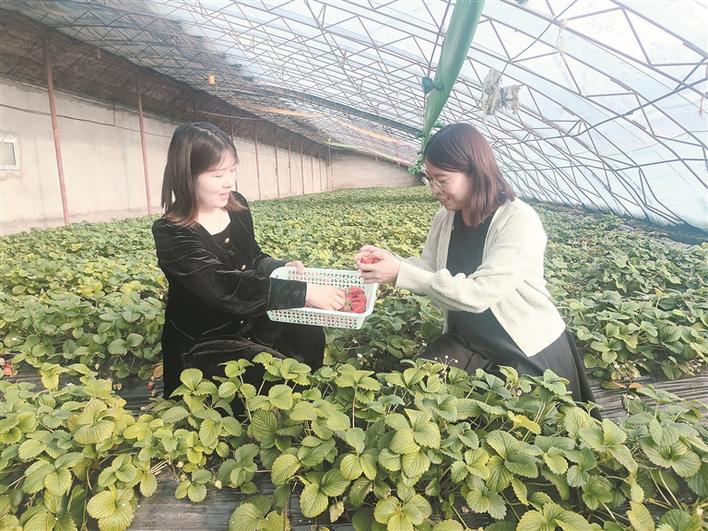 4月20日，两位来自乌鲁木齐的游客在十二师三坪农场草莓主题公园的大棚内采摘草莓。热汗古丽·阿布力孜 摄