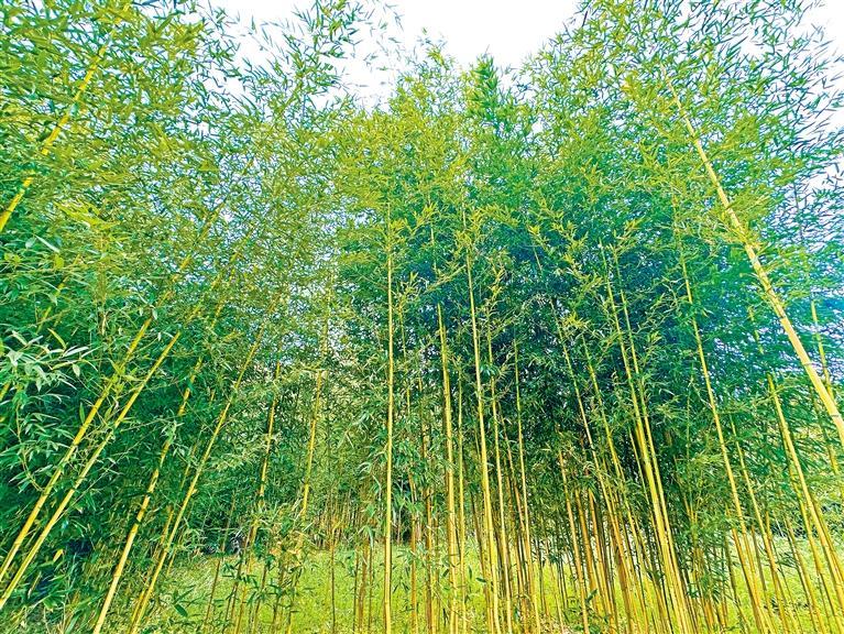 陕西省楼观台国有生态实验林场西楼珍稀竹种基地里竹子林立。