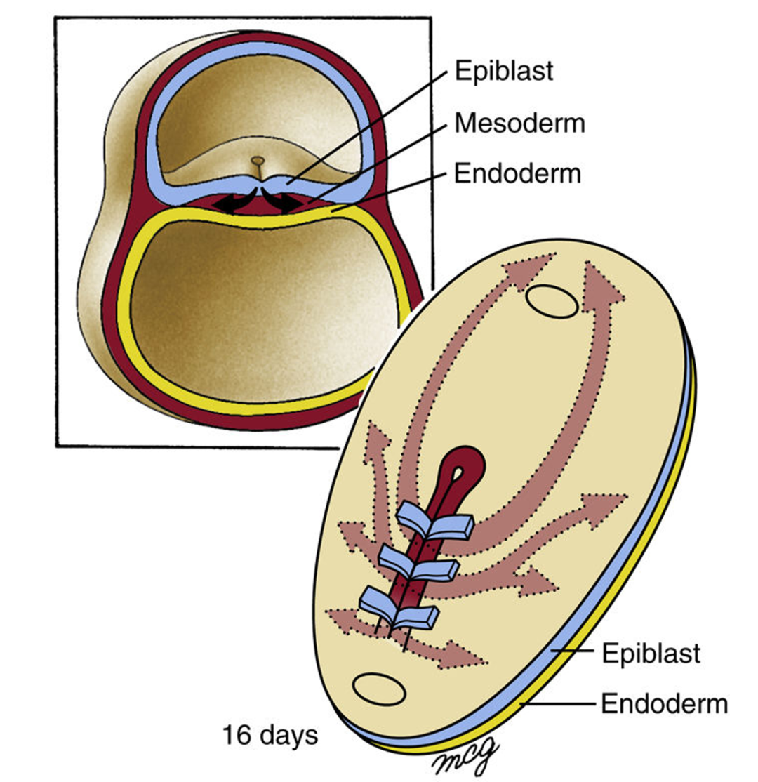▲原肠运动形成过程与中胚层的迁移路径示意图（摘自“Larsen