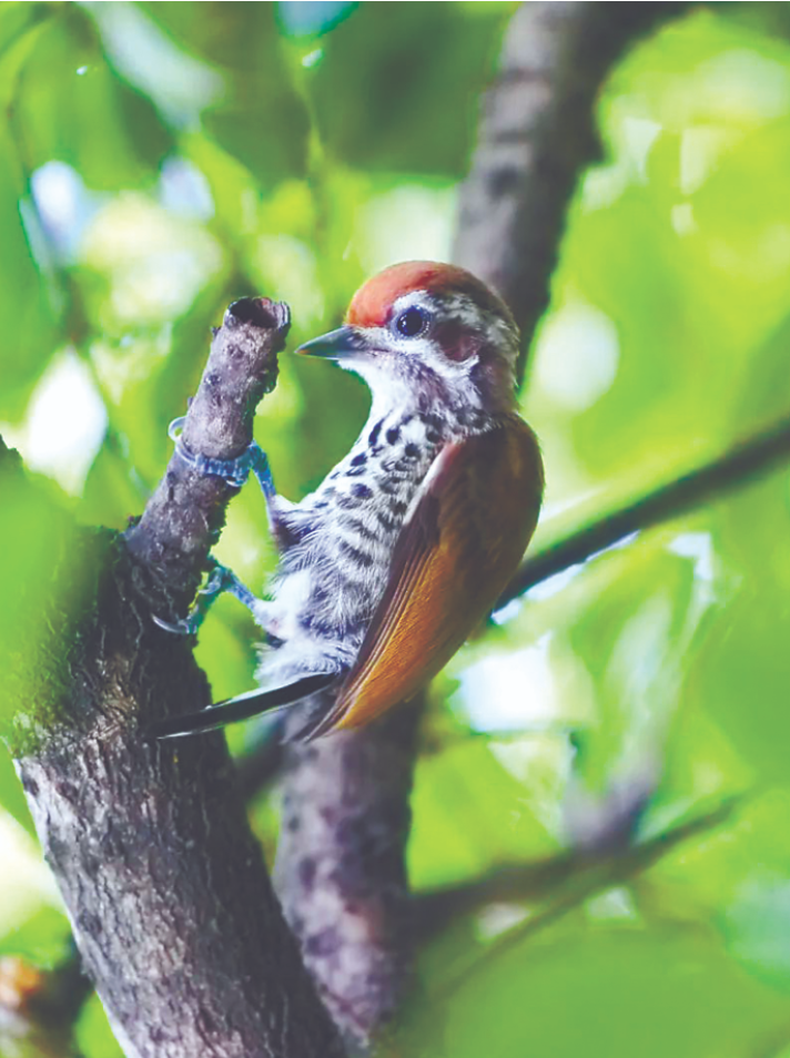 斑姬啄木鸟 （上海植物园供图）