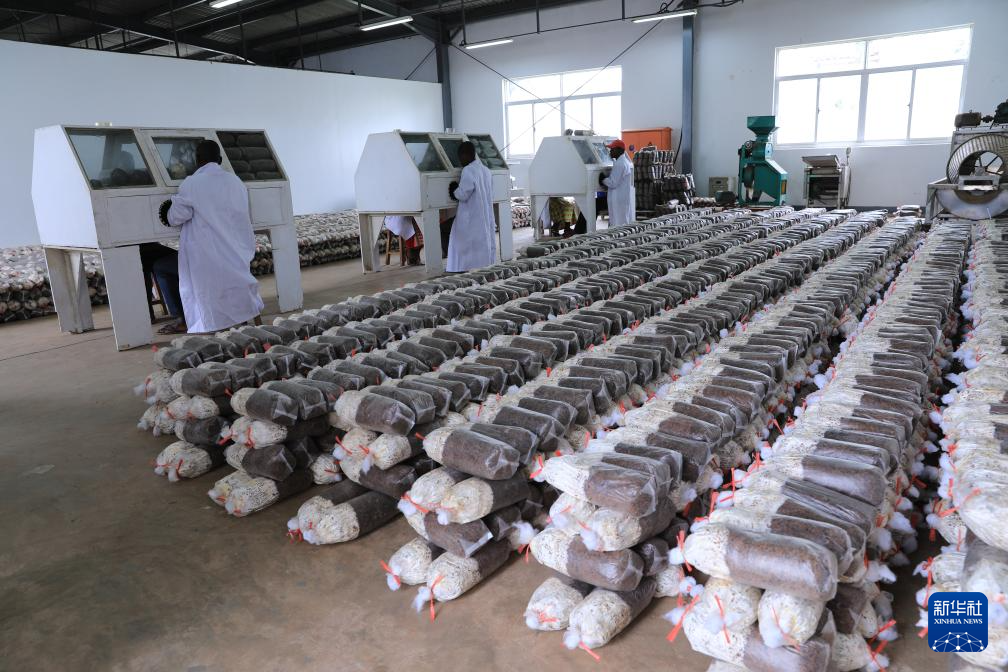 4月6日，在位于卢旺达南方省布塔雷市鲁伯纳区的中国援卢农业技术示范中心，技术人员给菌袋接种。 新华社记者 董江辉 摄