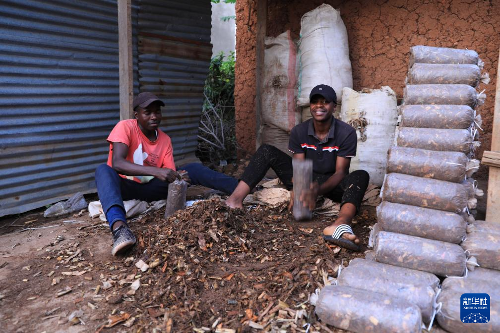 4月6日，在卢旺达南方省穆汉加市附近，工人在尼扬博·奥贝德的工坊装菌袋。 新华社记者 董江辉 摄