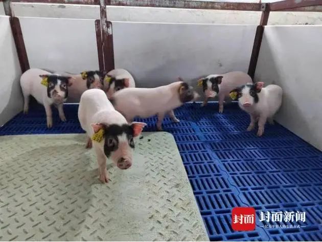 培育的基因编辑供体猪 图片来源：封面新闻