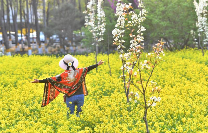 2020年4月10日,京城梨园,油菜花进入盛花期,市民穿梭于金黄色的油菜花