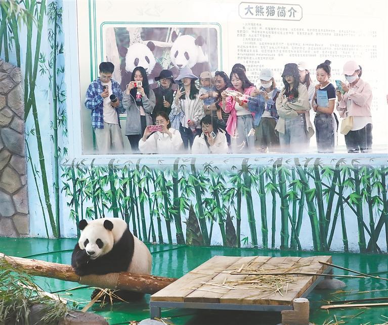 大熊猫"鸿禧""曼兰""家宝""满满"亮相兰州野生动物园