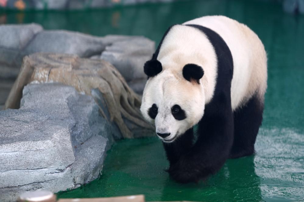 兰州野生动物园4只大熊猫正式亮相