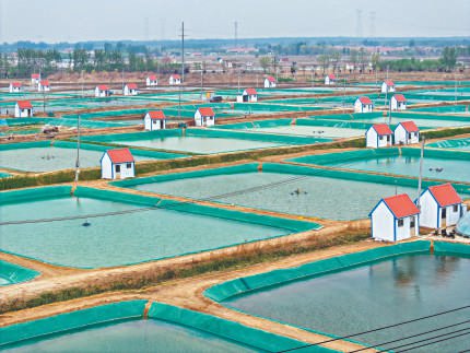 　　远看山东滨州博兴对虾养殖基地像一幅色彩鲜艳的油画。 徐志强 摄