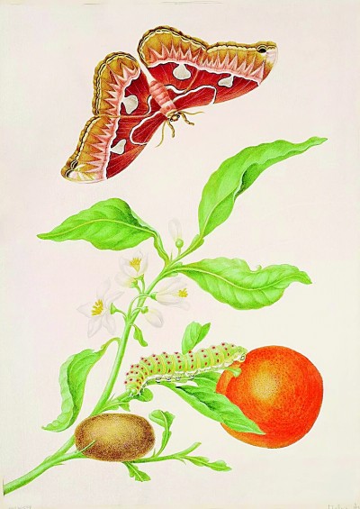     玛利亚·西比拉·梅里安描绘的蝴蝶各个变态阶段，及其寄主植物。选自“动物肖像”系列丛书之《蝴蝶》