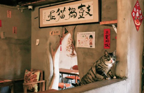      近年来，猫咖在国内各大城市兴起，吸引了不少爱猫人光顾。图为北京南锣鼓巷小菊儿胡同的一家猫咖。新华社